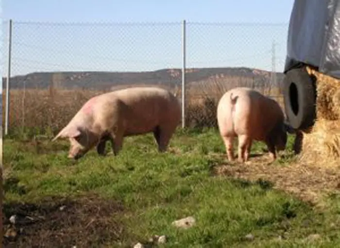 La Alcancia cria de cerdos.webp